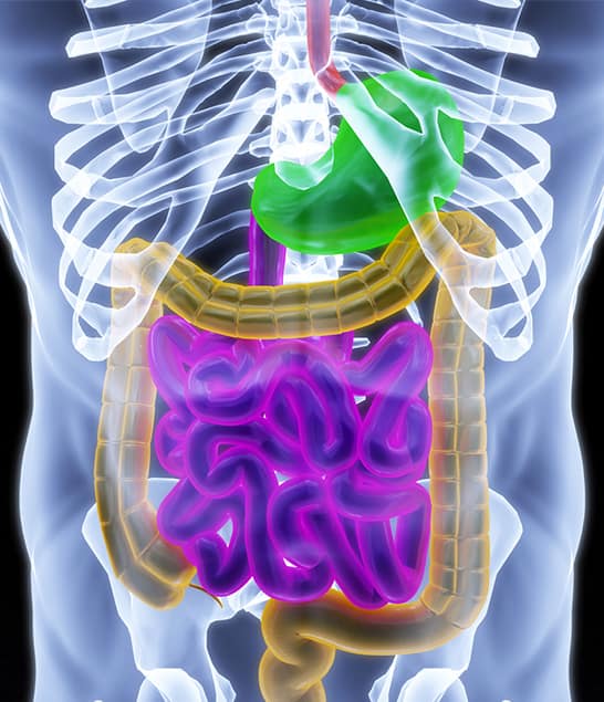 Transparent human digestive system model
