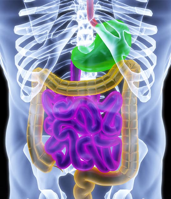 human digestive system for oral biopharmaceuics